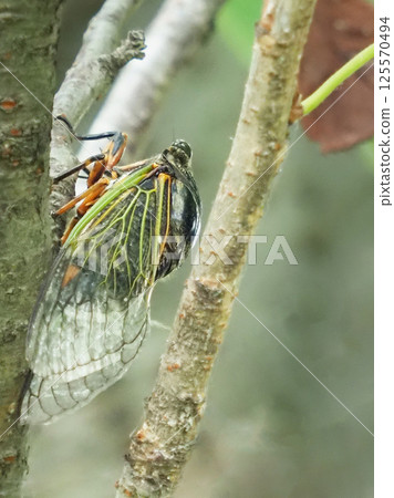 暑假形象（Kumazemi） 125570494