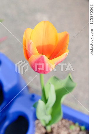 A single tulip growing in a potted plant by an elementary school student A single tulip growing in a potted plant by an elementary school student 125570568