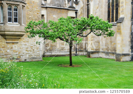 the apple tree at the gate of Trinity College, Cambridge, England, June 4, 2016. 125570589