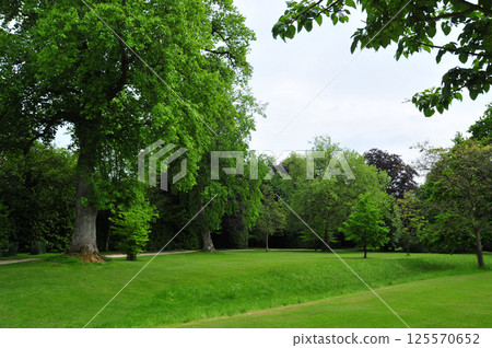 several trees in the green garden 125570652