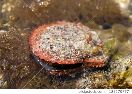 Giant crab Giant crab 125570777