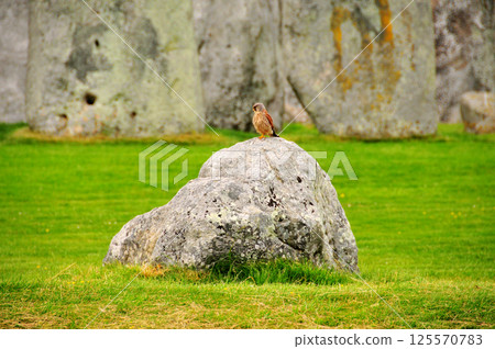 A bird rests on a rock near Stonehenge in England, England 125570783