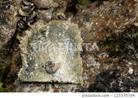 珍珠貝 珍珠貝 125570784