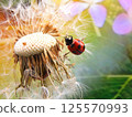 Ladybug Poem 125570993