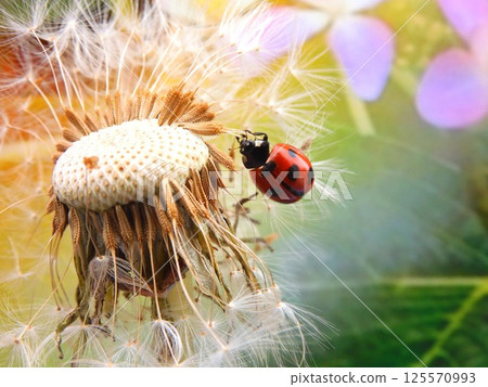Ladybug Poem 125570993