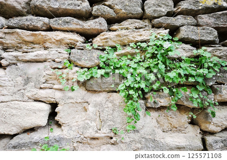 Photo of plants growing on stone walls 125571108