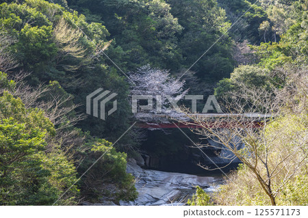 Mountain cherry blossoms in the valley Mountain cherry blossoms in the valley 125571173