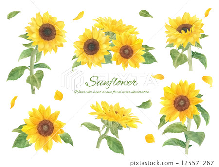 Sunflower vector set painted in watercolor Sunflower vector set painted in watercolor 125571267