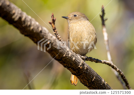 下巴粘在樹枝上的女性 125571300
