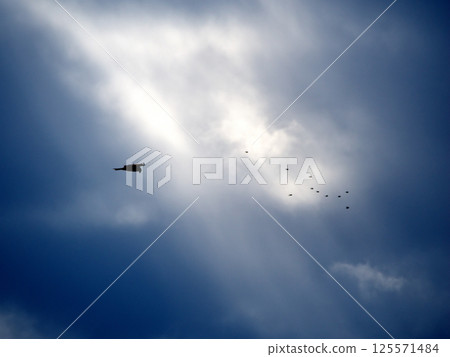Birds flying in the blue sky 125571484