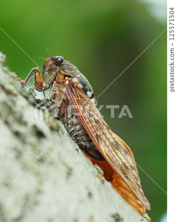Summer image (Cicada/Brown cicada) 125571504