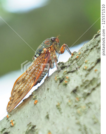 Summer image (Cicada/Brown cicada) Summer image (Cicada/Brown cicada) 125571510
