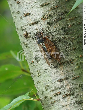Summer image (Cicada/Brown cicada) 125571515