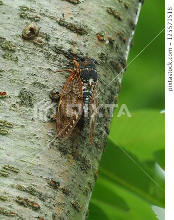 Summer image (Cicada/Brown cicada) Summer image (Cicada/Brown cicada) 125571518