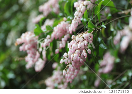 粉紅色的阿塞維花 125571550