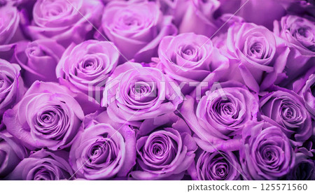 Fantastic purple rose 3 125571560