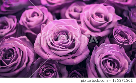 Fantastic purple rose 2 Fantastic purple rose 2 125571561