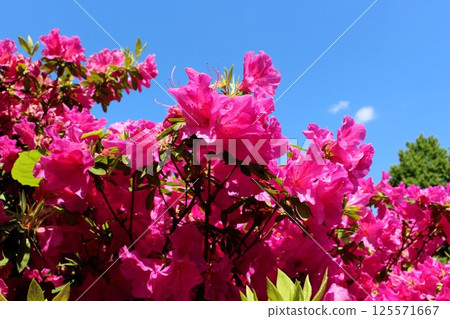 Azaleas blooming vigorously towards the sky 125571667