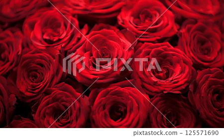 Elegant red rose 6 125571690