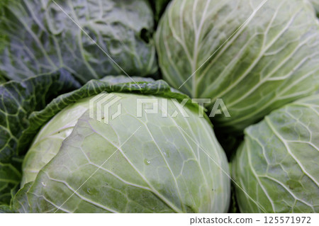 即將收穫的新鮮高麗菜 即將收穫的新鮮高麗菜 125571972