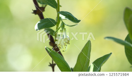 Delicate haskap flower in bloom, with vibrant green leaves and blurred background. 125571984