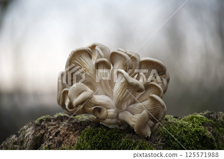 Pleurotus ostreatus, oyster mushroom growing on mossy wood in misty forest Pleurotus ostreatus, oyster mushroom growing on mossy wood in misty forest 125571988