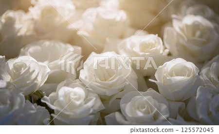 一束美麗的純白玫瑰 1 125572045