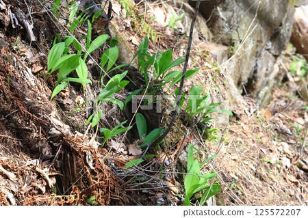 Spring in Hokkaido: A cluster of wild garlic growing on a cliff Spring in Hokkaido: A cluster of wild garlic growing on a cliff 125572207