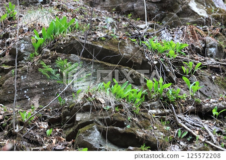 Spring in Hokkaido: A cluster of wild garlic growing on a cliff 125572208