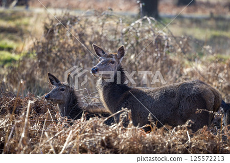 Two Alert Deer Stand Amid Dry Woodland Undergrowth 125572213