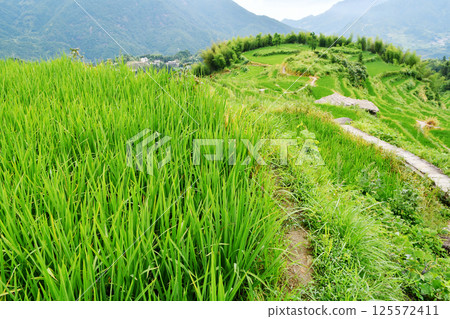 rural terraced fields, China, Zhejiang Province 125572411