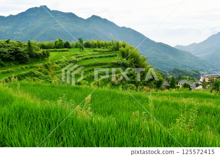 photo of rural terraced fields, China, Zhejiang Province 125572415