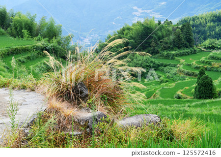 a clump of thatch in a terrace, Zhejiang Province, China 125572416