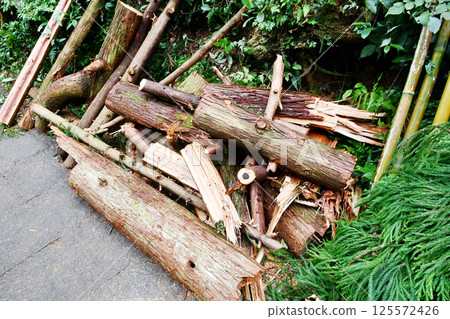 some felled trees, Zhejiang Province, China some felled trees, Zhejiang Province, China 125572426