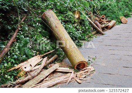 some felled trees, Zhejiang Province, China some felled trees, Zhejiang Province, China 125572427