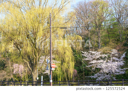 秋田市千秋公園的晨曦陽光，柳樹和盛開的櫻花 125572524