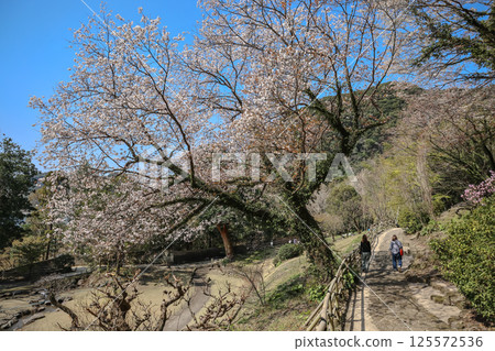 March 23 2025 Cherry Blossom Scene in a Lakeside Garden During Springtime, Japan 125572536
