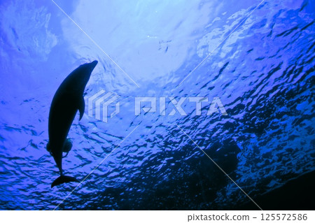 Silhouette of a dolphin looking up from underwater 125572586