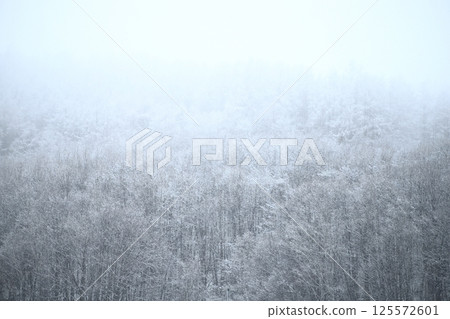 北海道的春天:飄雪的森林風景 北海道的春天:飄雪的森林風景 125572601