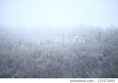 北海道的春天:飄雪的森林風景 北海道的春天:飄雪的森林風景 125572602