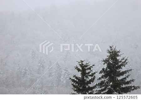 Spring in Hokkaido: Forest scenery with falling snow Spring in Hokkaido: Forest scenery with falling snow 125572605