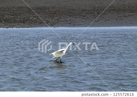 My beloved Taiwan (Gaomei Wetlands, a wildlife sanctuary in Taichung City. A bird, the heron, braves the strong winds and pecks at food.) My beloved Taiwan (Gaomei Wetlands, a wildlife sanctuary in Taichung City. A bird, the heron, braves the strong winds and pecks at food.) 125572618