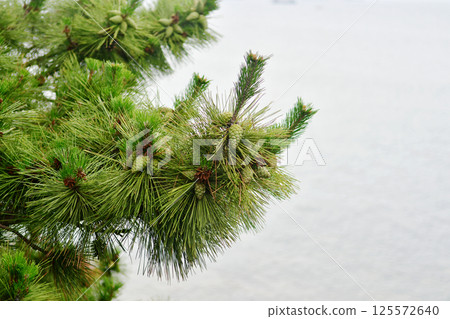 Photo of pine tree covered with pine cones 125572640