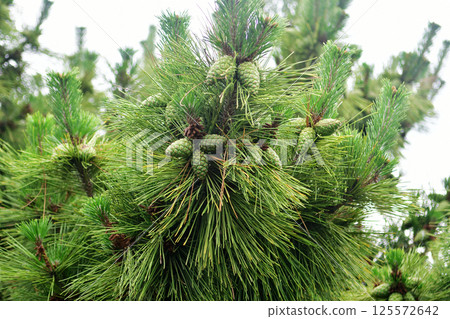 Photo of pine tree covered with pine cones Photo of pine tree covered with pine cones 125572642