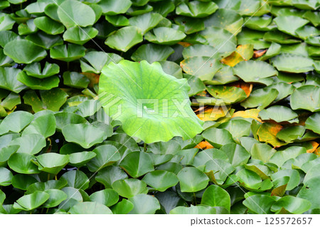 Photo of dewy lotus leaves in a pond Photo of dewy lotus leaves in a pond 125572657