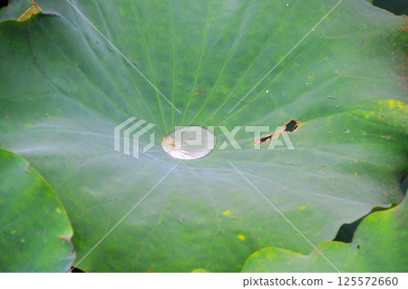 Photo of dewy lotus leaves in a pond Photo of dewy lotus leaves in a pond 125572660
