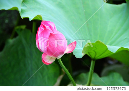 Photo of lotus flowers in pond Photo of lotus flowers in pond 125572673