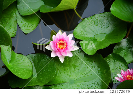Photo of lotus flowers in pond 125572679