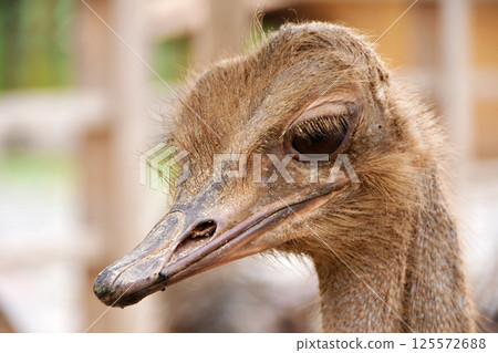 Photo of the head of an ostrich reared in a zoo 125572688