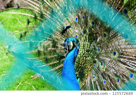 Photo of peacocks reared in a zoo 125572689